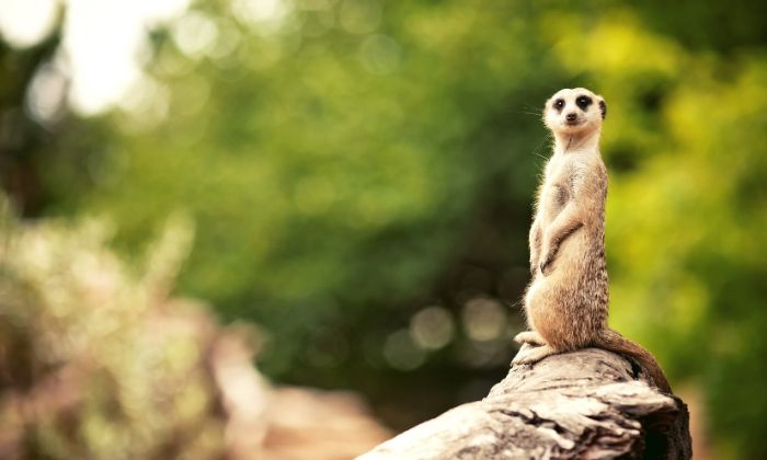 © Adobe Stock/Andrew Bayda
